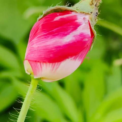 盛夏七月，与爱同行——一场心灵的花海之旅