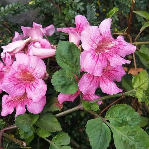 《我有什么要表达祝福的话？》羊屋小舍2023/1/10