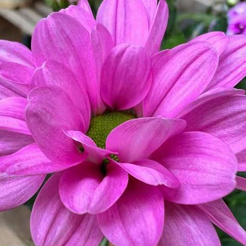 《怎么可能没有烦恼呢》🌸羊屋小舍🌸