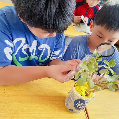 【韩村小学六年级】科学小实验——观察植物的相似和差异