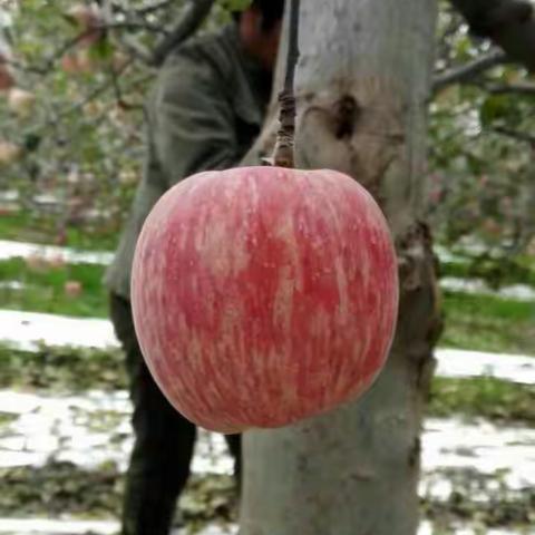 来自黄土高坡的祝福