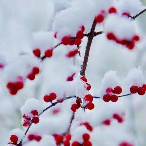 梅雪情缘