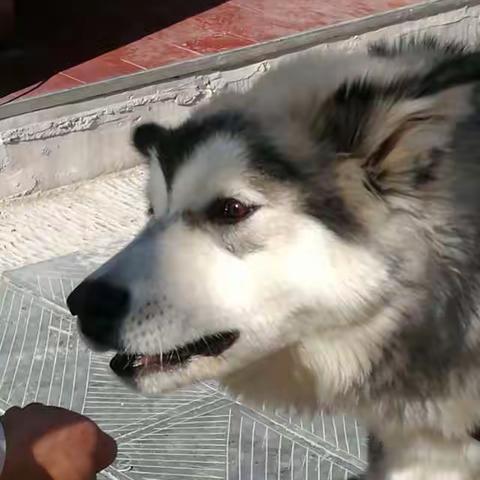 贵州西江千户苗寨偶遇漂亮的狗狗