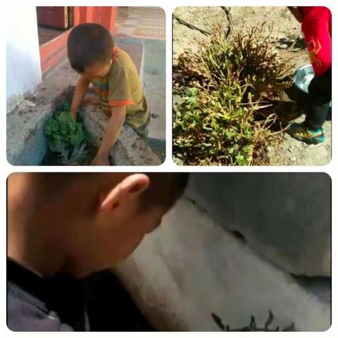 2020年3月12日大班小朋友的植树节