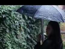 树与雨