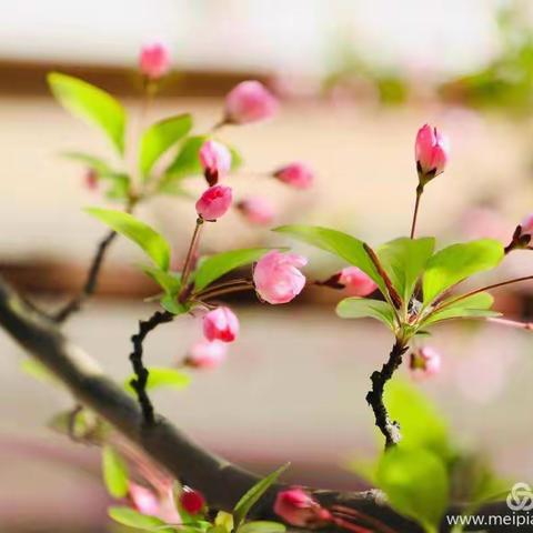 春意盎然百花开，踏青赏春正当时—泊头市西辛店学区秦村小学“诗词相约”活动进行中