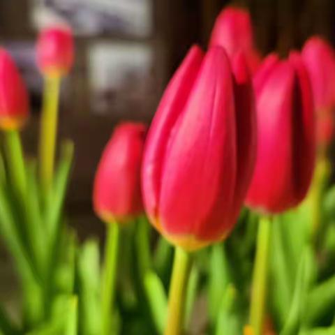 我们的隔离生活～静待春暖花开