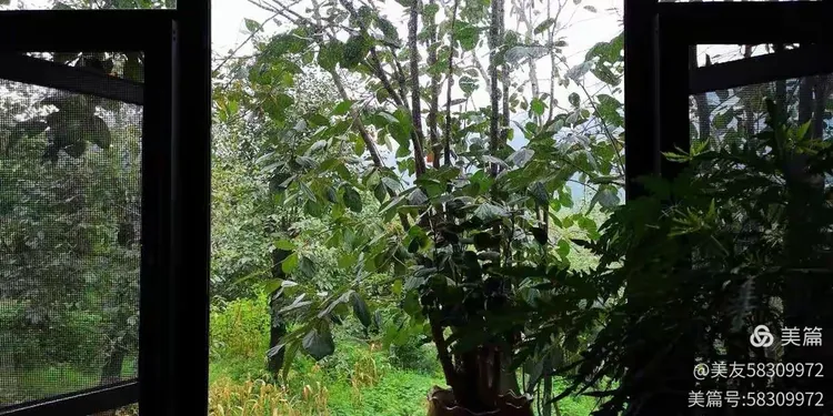 一棵樱桃树多少钱