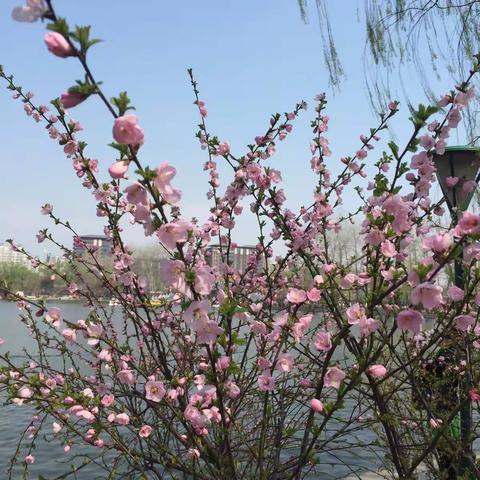 玉渊潭的樱花