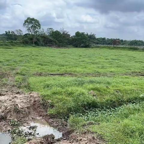 公坡镇水北村委会撂荒地专项整治工作进展实效