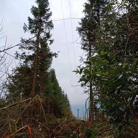 永兴供电所针对高损台区和易覆冰台区线路进行线路走廊清理