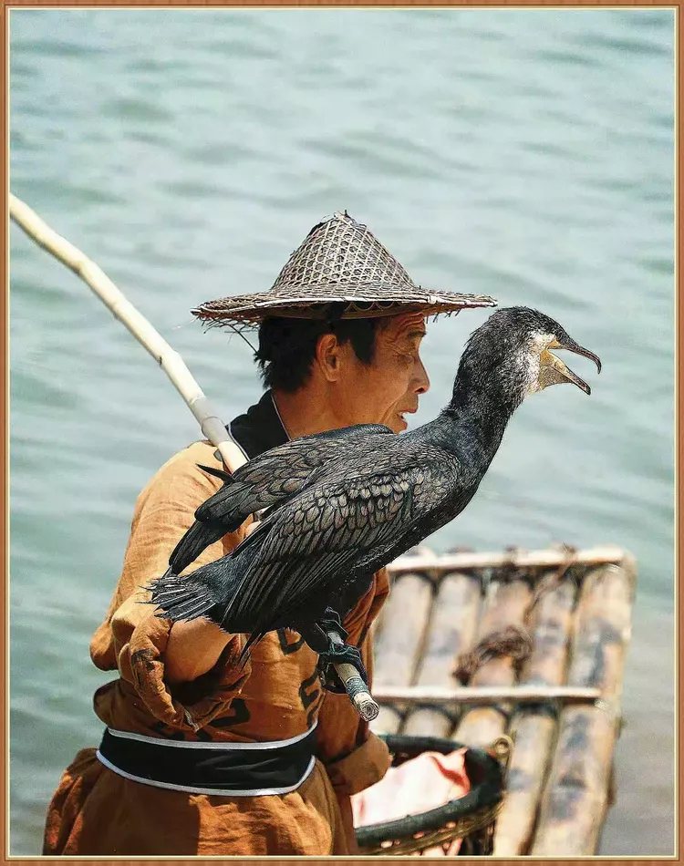 鱼鹰