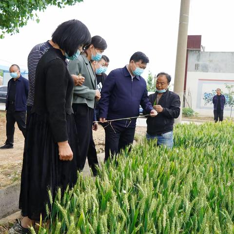 市委副书记邓英文调研农业生产情况