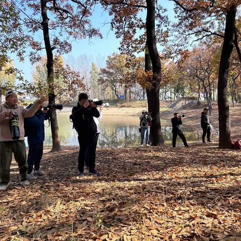 萧县愚公公园橡树林游览，外拍。