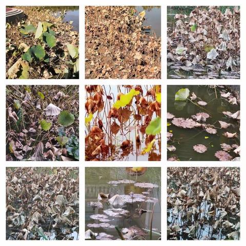 【深秋见残荷，悲秋盼春阳】｛见景随拍作品｝