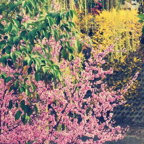 【早春榆叶梅，风流清雅美】｛古城赏梅花｝｛自创作品｝