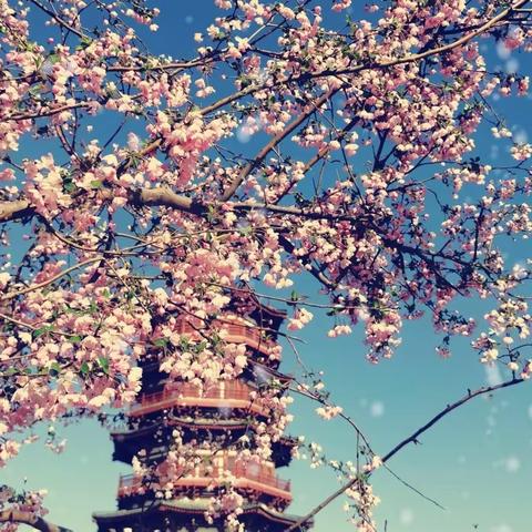 【簇簇呈伞状，串串红玲珰】《垂丝海棠花》｛自创作品｝