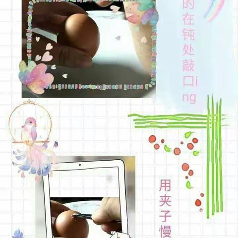 生物小实验：鸡卵知多少