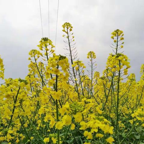 下花桥镇百亩油菜花地游记！