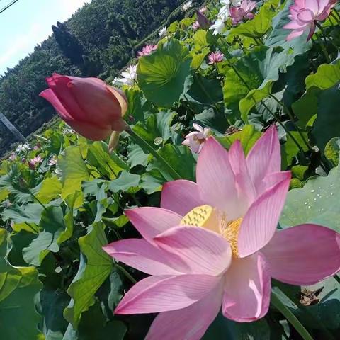 田田夏日，青春的脸庞