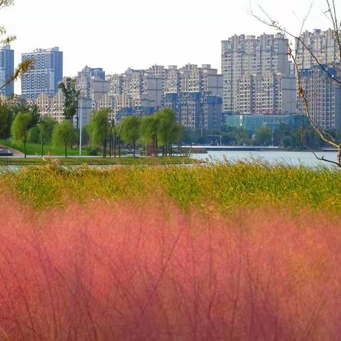 秋游泰州-千垛菊花海-水上森林-溱湖