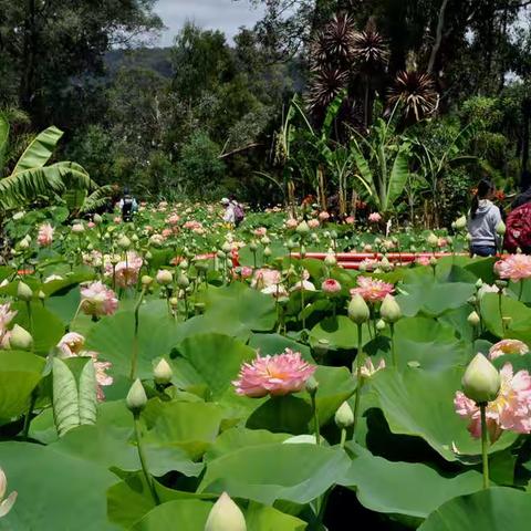 墨尔本荷花公园