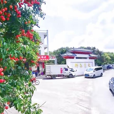 【520•我愛荔】又是一年荔紅時