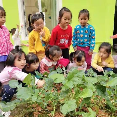 文笔路幼儿园春季开始招生啦，以下是大A班宝贝的成长历程！