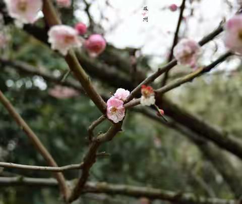 清明祭奠.父母及先人.九首（新韵）