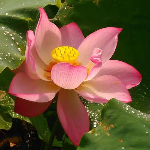 汤家村秋日听荷