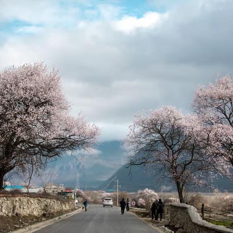 追寻那雪域高原的一路繁花 ——林芝之桃花源记