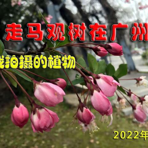 走马观树在广州