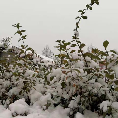 2018年12月12日清晨，银装素裹，雪花飘飘，树开白玫瑰，大地盖银被，纷纷来拍照，雪景留回味。