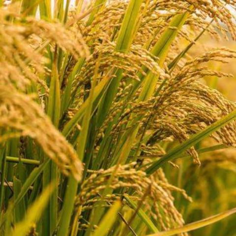 我动手，我成长，我感恩，我践行！