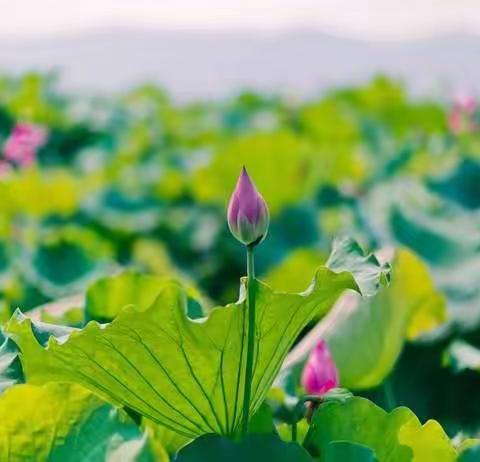 阳光雨露待花开------邹平市开元小学一年级新生家长课堂