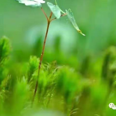 开封市祥符区朱仙镇估衣街幼儿园2022年清明节放假通知及温馨提示