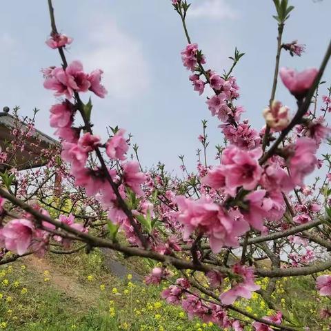 阳春三月，桃花朵朵开！