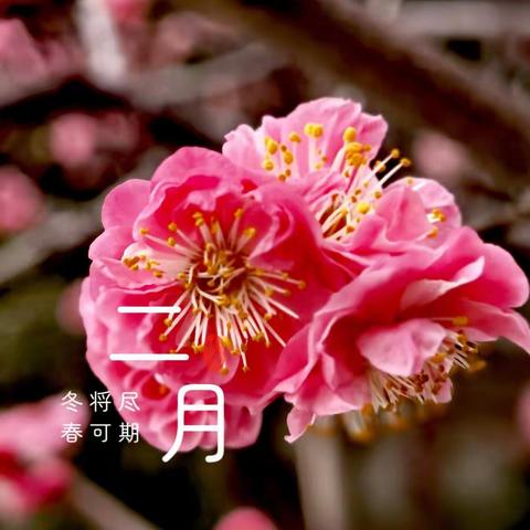 早春二月濑溪河畔红梅花开！