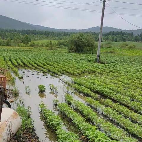 白桦乡多措并举抢修水毀村路 护群众出行安全