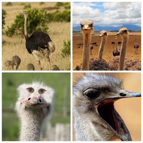 2021.4.10 《鸵鸟》