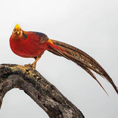 红腹锦鸡                      【摄影：周旭东】