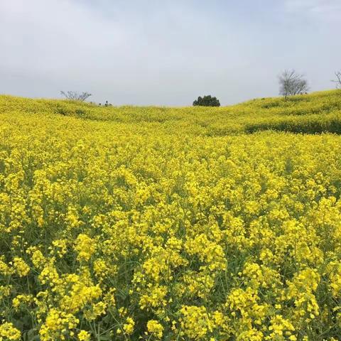 春游三（1）班 朱若雅