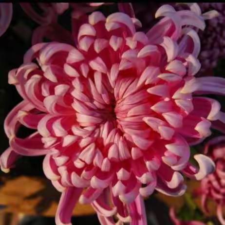 待到秋天重逢时