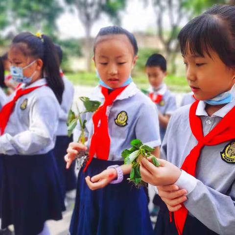 劳动最光荣——众纺路小学组织学生体验草莓种植活动