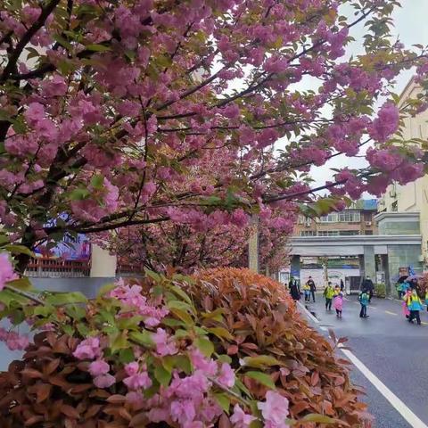 理化生组学生活动——调查校园植物