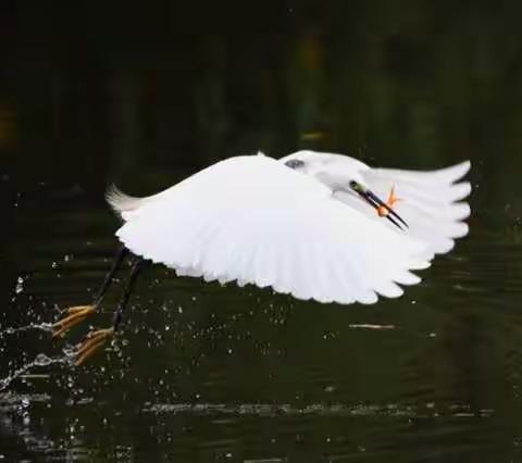 千姿百态的白鹭