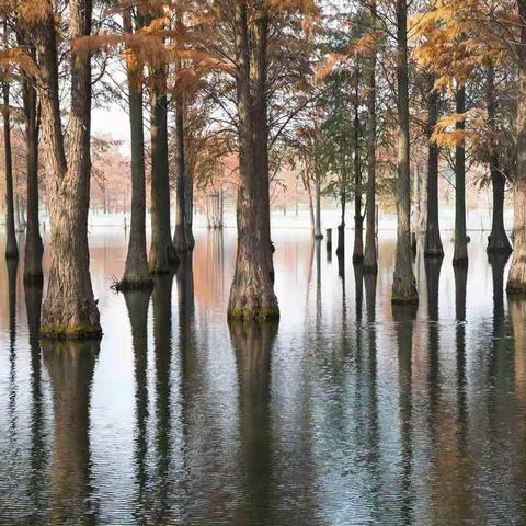上海青西郊野公园半日游