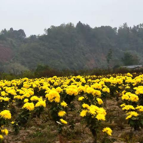 姐妹活水赏菊花