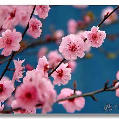 精准分析，分享经验，共谋发展——记平阳小学（集团）五年级语文质量分析会