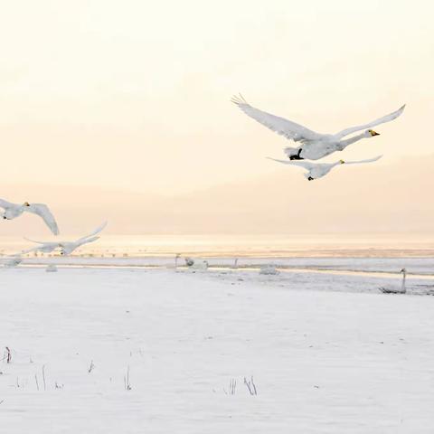 风雪天鹅湖（原创）